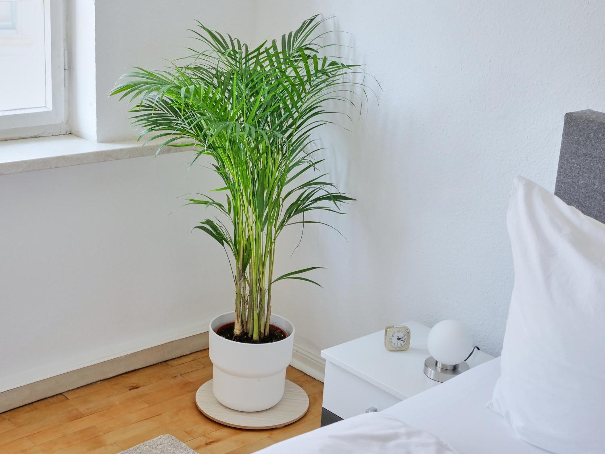 Appartement Dom III - Erfurt Domplatz מראה חיצוני תמונה